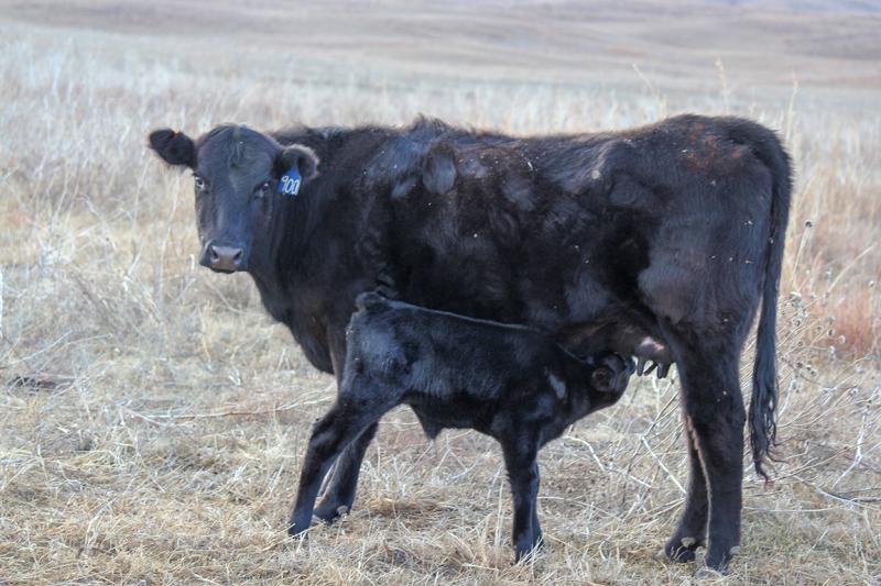 Chasing the elusive second calf